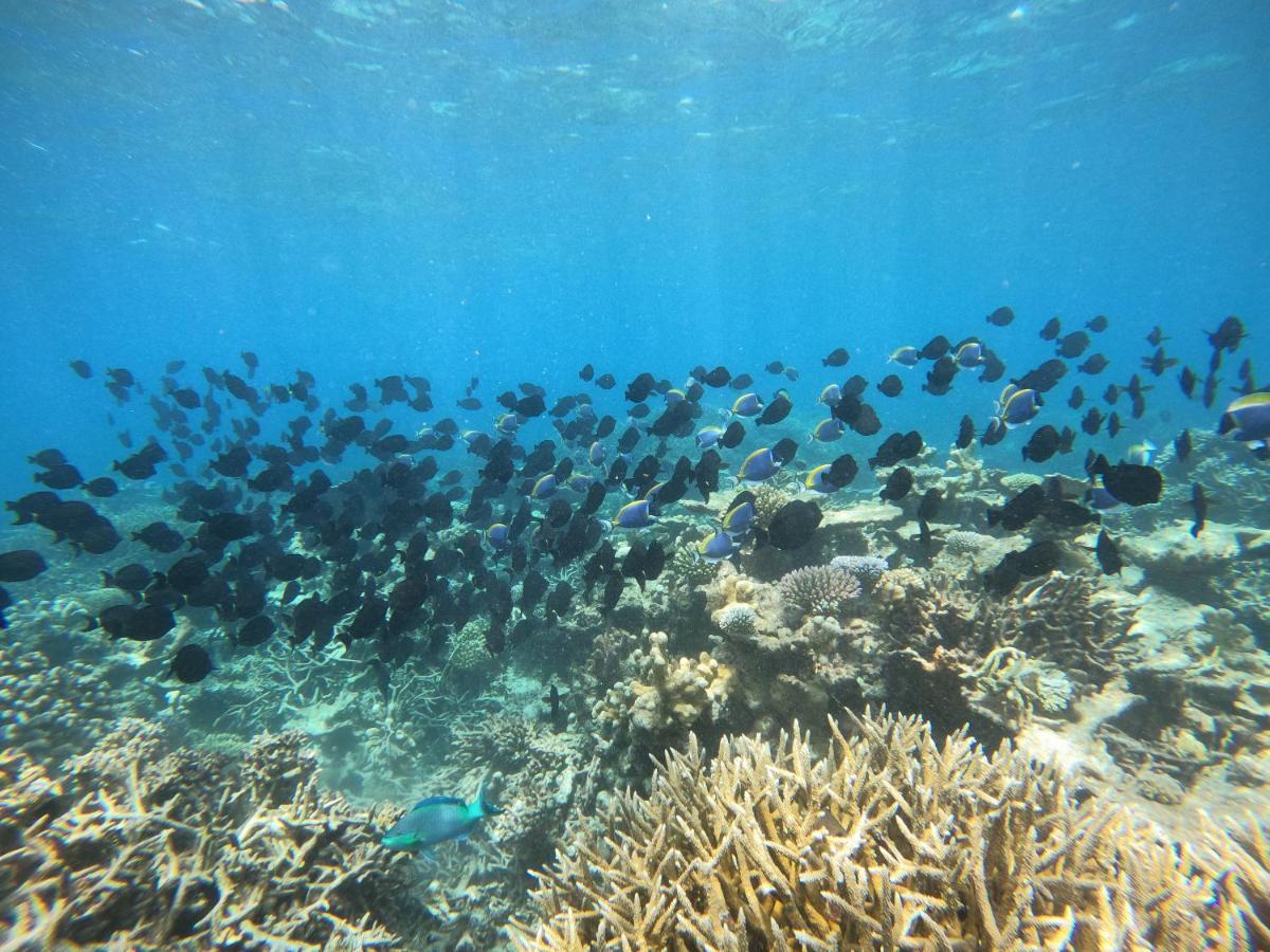 Coral Beach Maldives Hangnaameedhoo 외부 사진